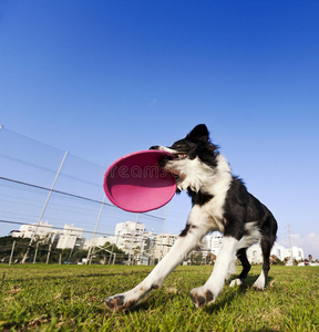 边境牧羊犬公园抓狗飞盘玩具