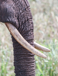 数字式艺术样式, 例证绘画的年轻妇女长着巨大象牙的非洲象大象牙篌