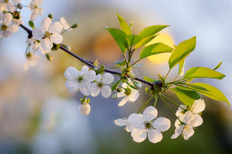 樱花枝