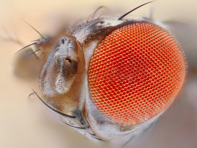 果蝇密密麻麻果蝇眼睛特写照片
