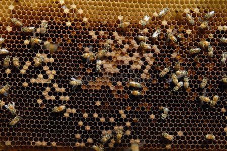 蜜蜂和细胞