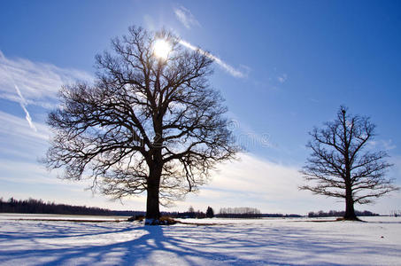 光秃秃的橡树图片