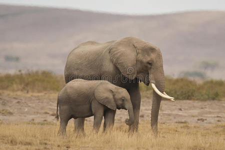 大草原上的大象和小象