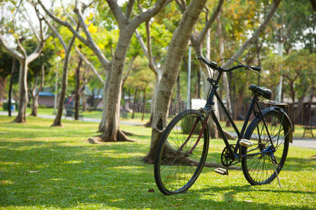 草地 花园 放松 自然 孤独的 骑自行车 夏天 土地 周期