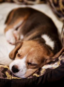 动物 猎犬 美丽的 放松 宝贝 睡觉 英语 可爱的 哺乳动物