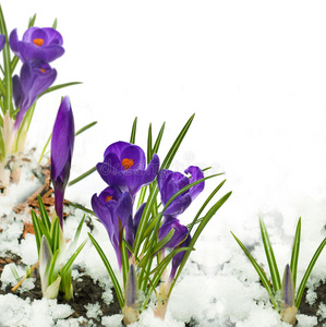 雪滴花历史背景图片