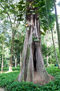 森林 自然 公园 环境 树干 植物区系 木材 生长 太阳