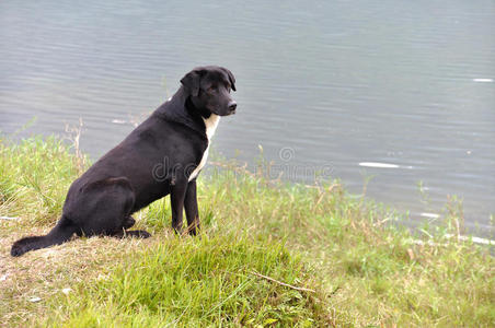 坐在湖边的狗