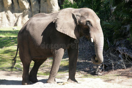 雄性非洲象