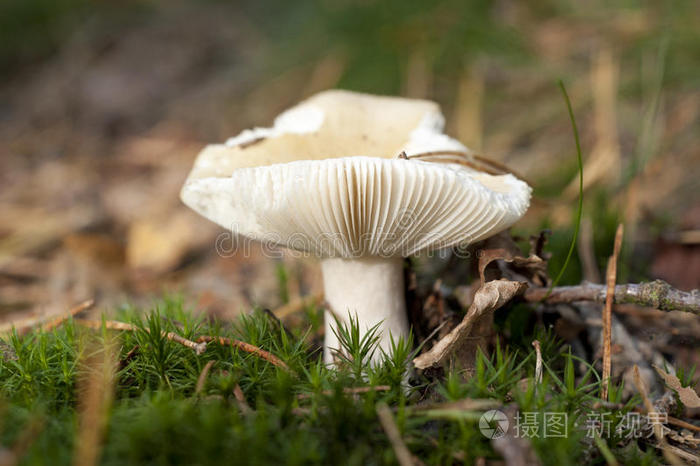 秋天森林里的白蘑菇
