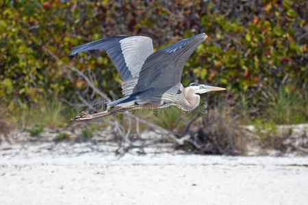 大蓝鹭在沙滩上飞翔
