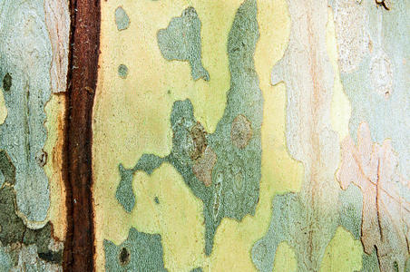 抽象背景树皮