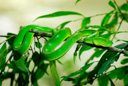雨林青蛇