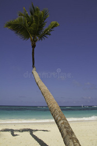 美丽的棕榈树海滩
