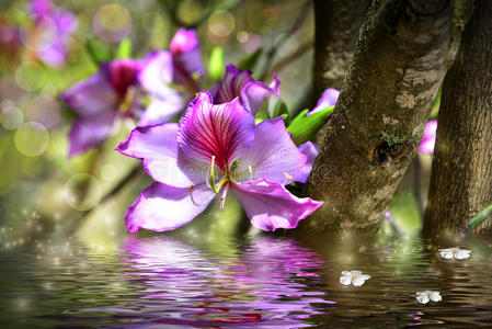 紫荆花与水体模拟图片