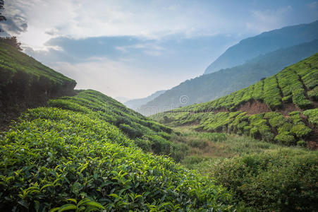 印度喀拉拉邦芒纳尔的茶园