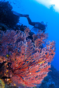 加勒比海的软珊瑚和潜水员