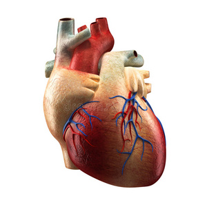 基于人体解剖模型的真实心脏分离