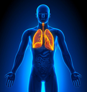 医学影像学男性器官肺