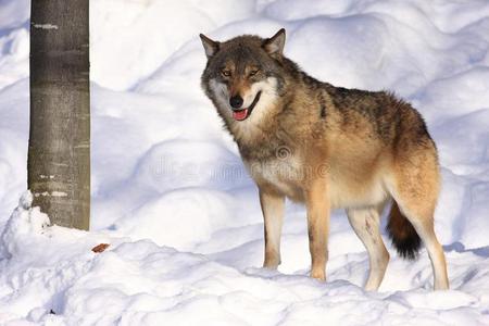 霸气图片狼图片