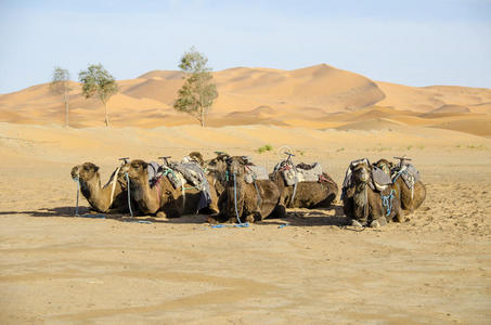 单峰骆驼图片