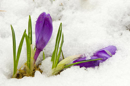 第一次春天红花在雪上