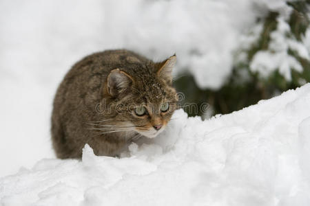 欧洲野猫图片