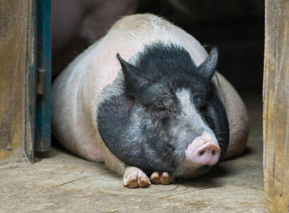 懒猪懒猪照片