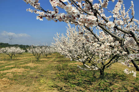 草地 失效 樱桃 四月 日本人 新的 盛开 生活 栽培 文化