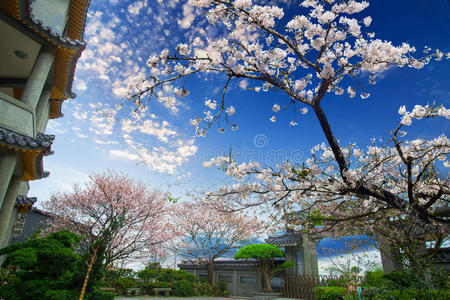 漂亮的樱花和寺庙