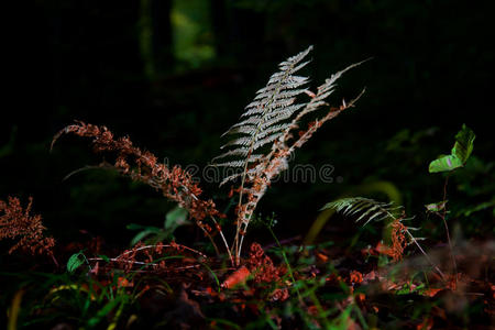 森林中神奇的蕨类植物图片