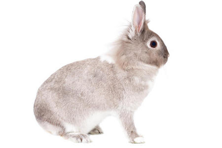 一只毛茸茸的警惕兔子的侧面肖像