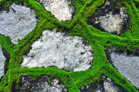 绿色的苔藓墙图片