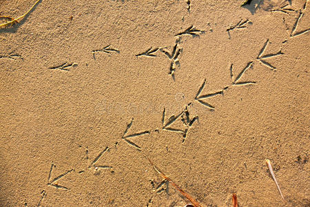 沙子里有鸟的脚印照片
