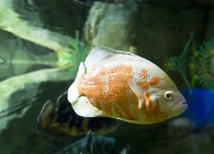鱼astrnonotusocellatus