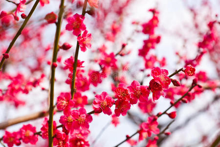 粉红梅花图片