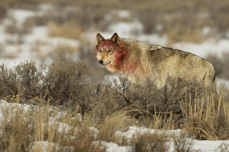 母狼中灰色带血头照片