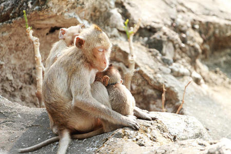 两只猴子坐在石头上