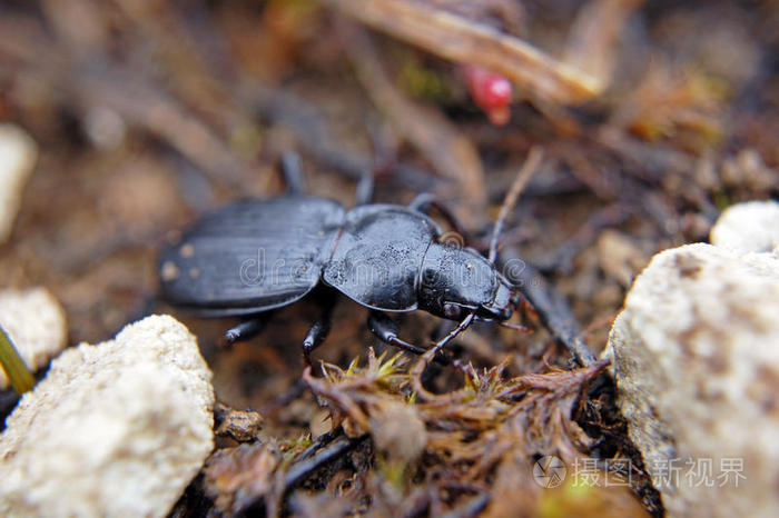 下载小样发票合同问题/举报刺客虫卷叶象甲越南叶甲虫伪装的蚱蜢点击