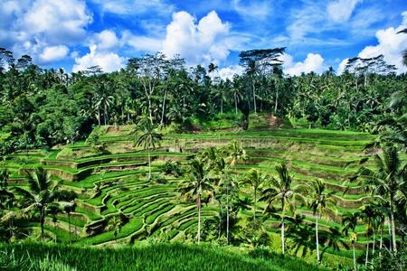 印尼巴厘岛稻田图片