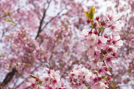 日本樱花樱花