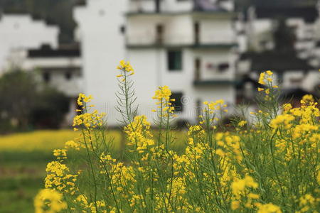 植物花田