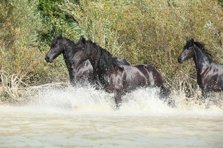 一群弗里斯母马在水中图片