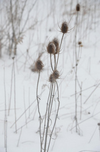 雪中的植物图片