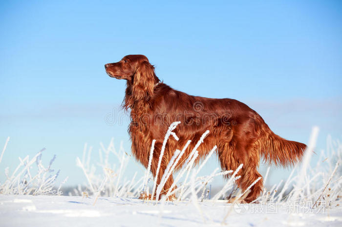 爱尔兰红猎犬