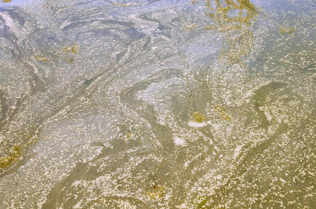 天然水体污染树木花粉图片