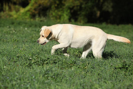 拉布拉多猎犬在奔跑