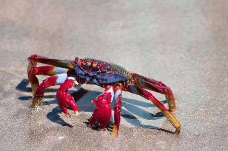 海滩上的红螃蟹照片