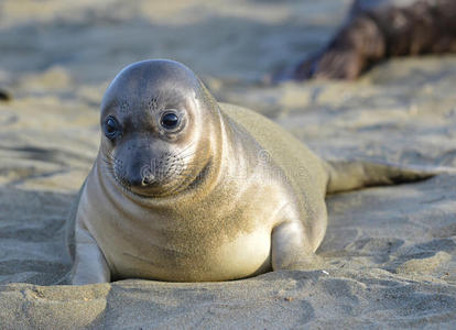 嘴角象海豹,新生幼崽或婴儿,大苏尔,加利福尼亚州照片