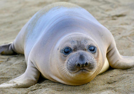 象海豹,新生幼崽或婴儿,大苏尔,加利福尼亚州照片